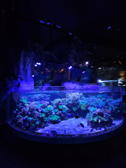 Dubai Aquarium and Underwater Zoo Tickets