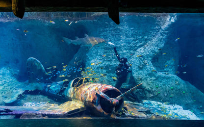 Abu Dhabi Aquarium Inside ImAGE