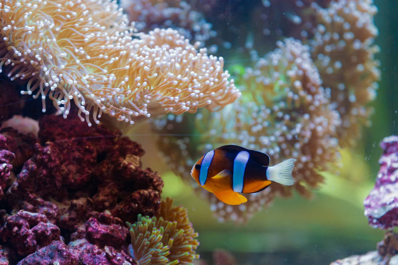 Abu Dhabi National Aquarium_Fish