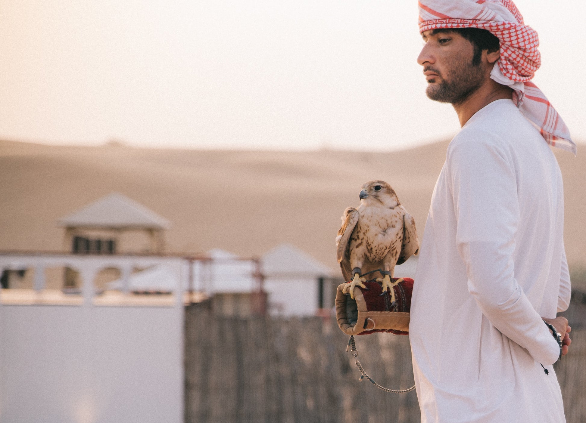 Desert safari falcon Encounter