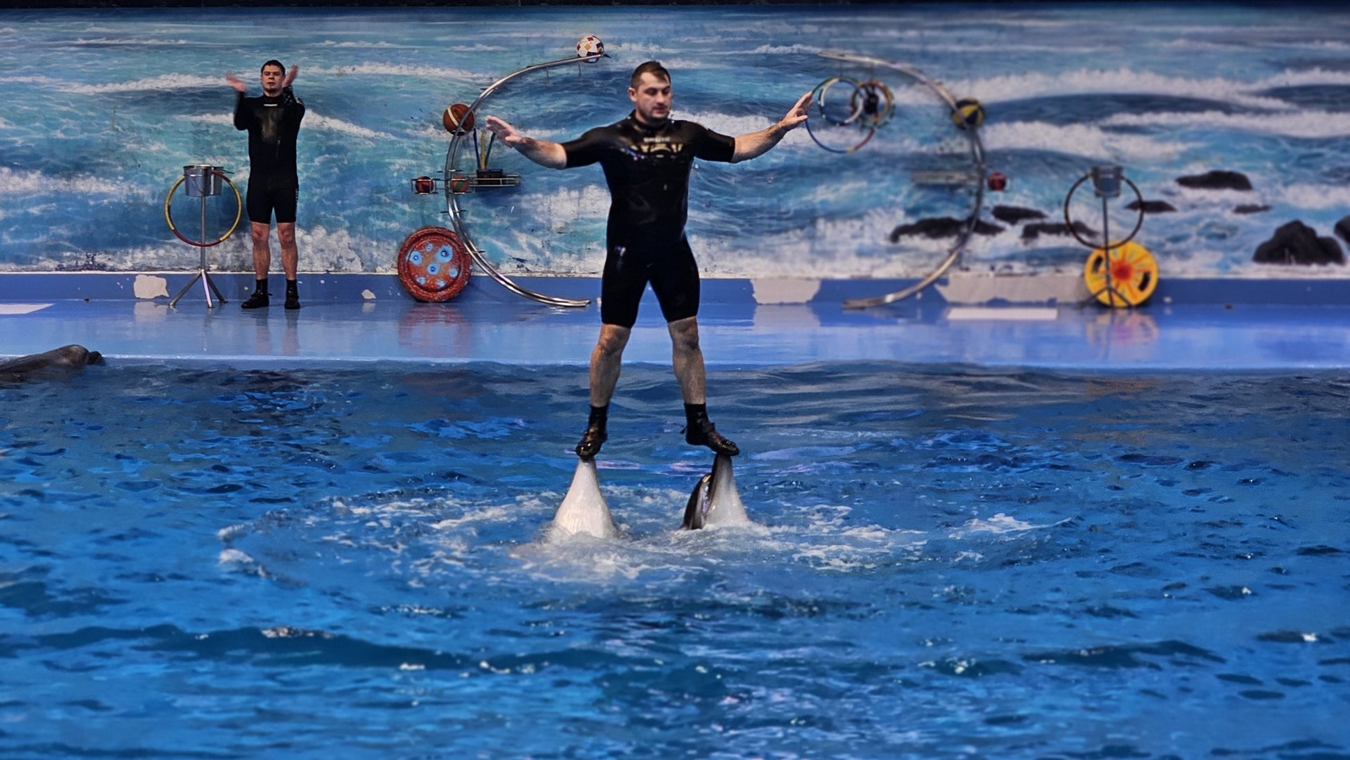 Dolphin Show Dubai