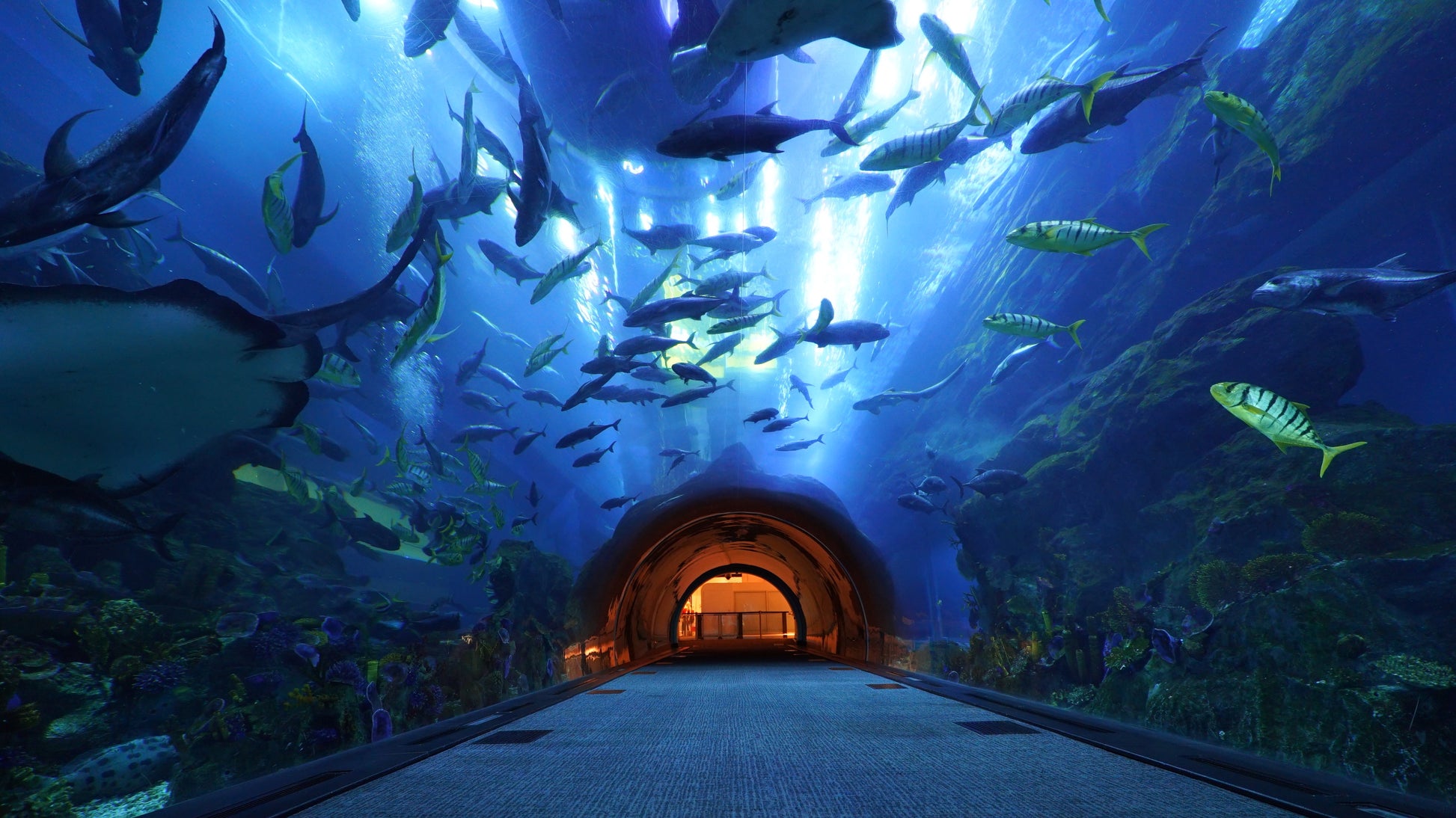 Dubai Aquarium Underwater Tunnel