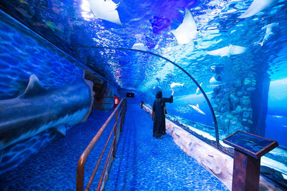 Dubai Aquarium Underwater Tunnel Walk