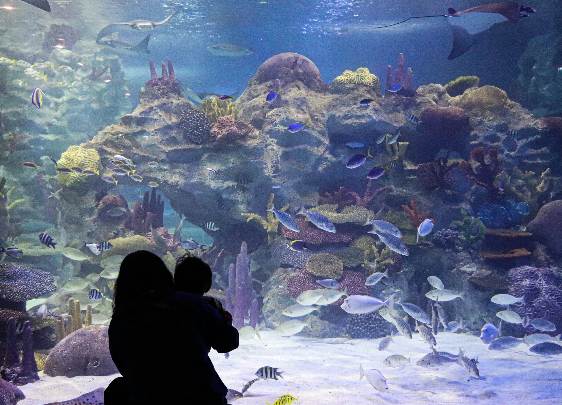 Dubai Aquarium and Underwater Zoo