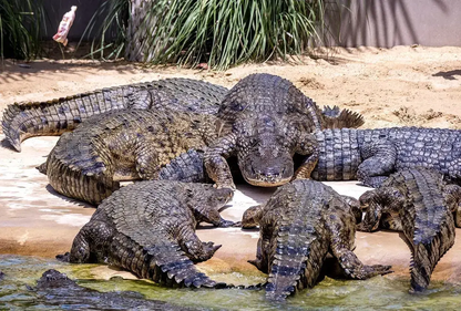 Dubai Crocodile Park