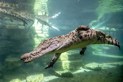 Dubai Crocodile Park Entry Tickets