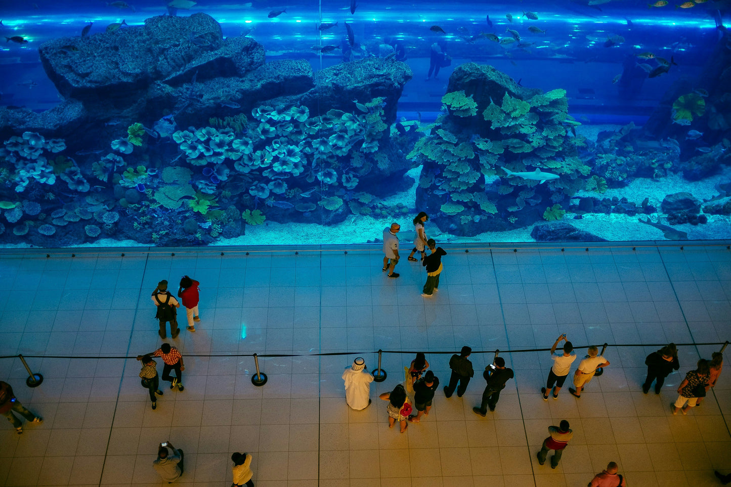 Dubai aquarium tunnel and tank