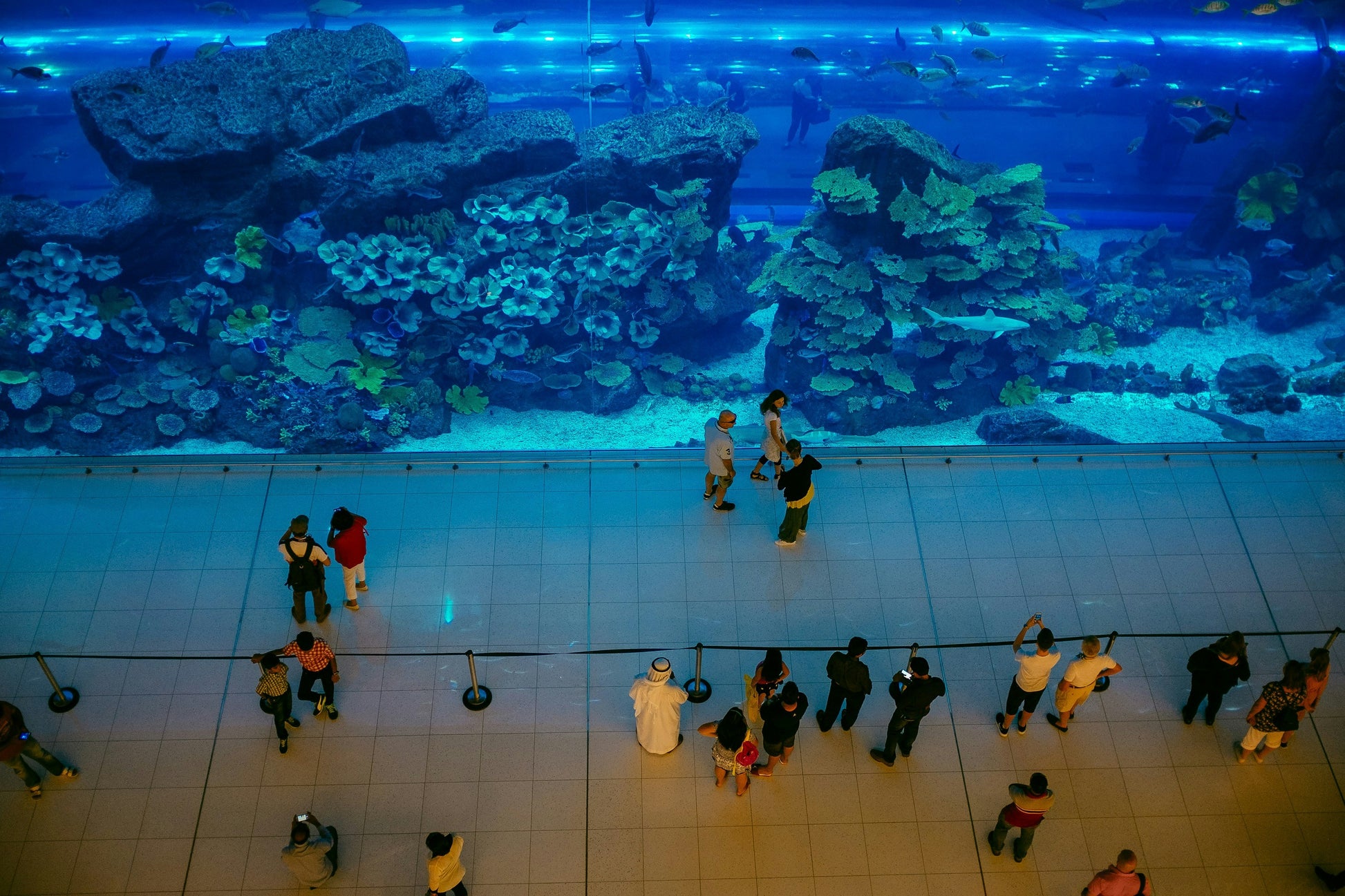 Dubai aquarium tunnel and tank