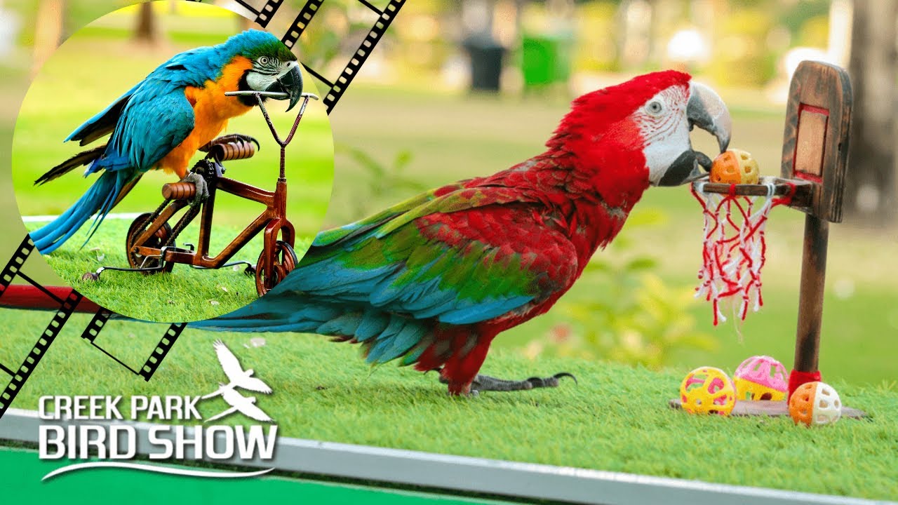 Dubai_creek_park_bird_show