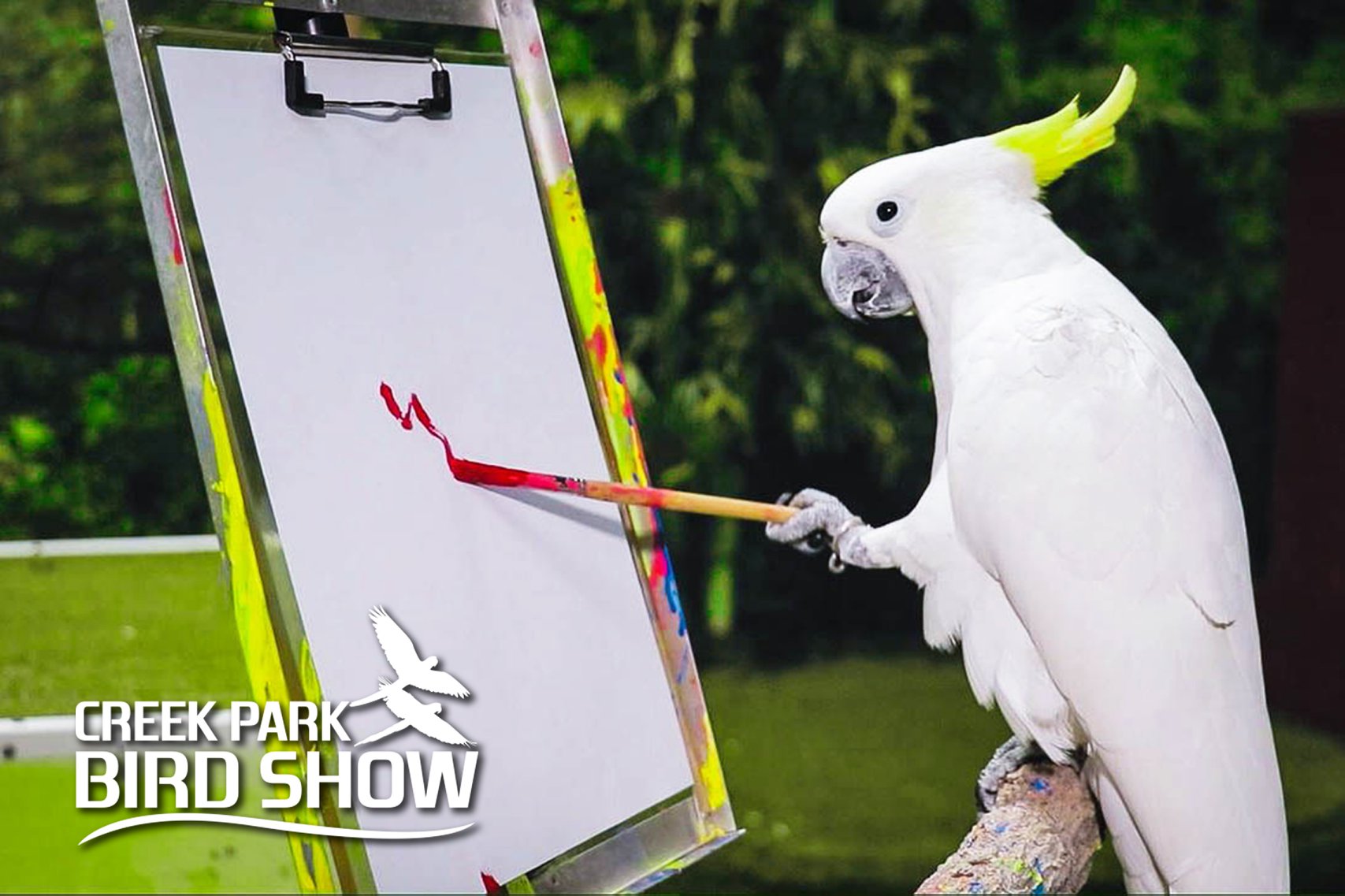 Dubai_creek_park_exotic_bird_show_2