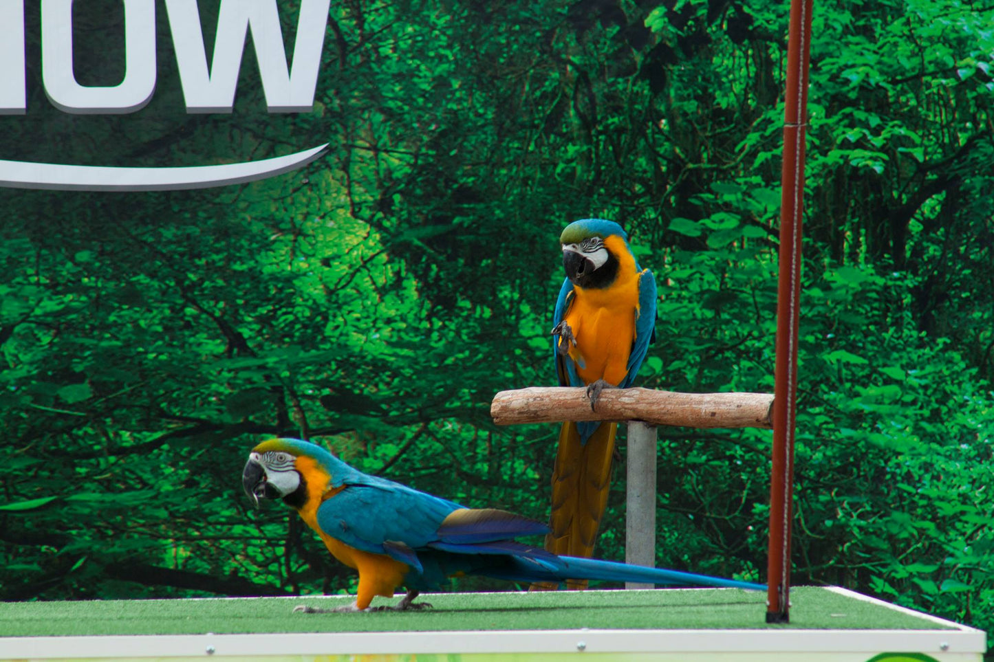 Dubai Creek Park Exotic Bird show Tickets