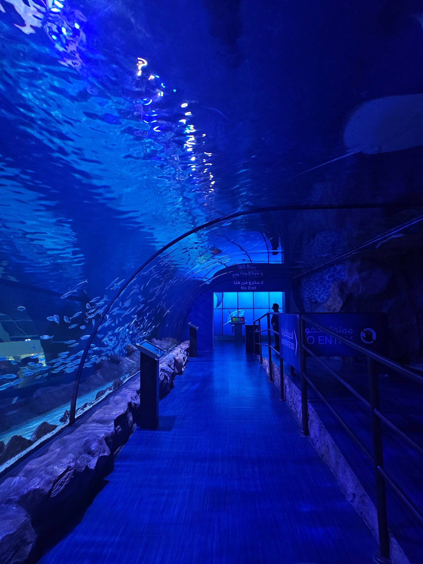 Dubai underwater zoo penguin clove                  