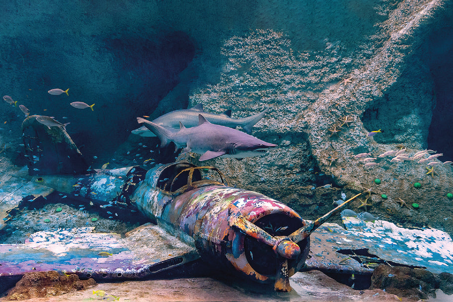 National Aquarium Abu Dhabi Glass View