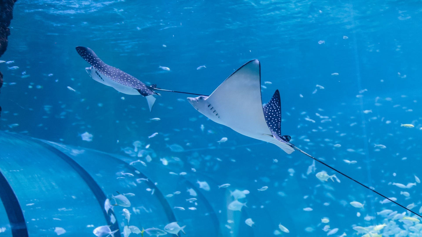 National Aquarium Abu Dhabi Interior 