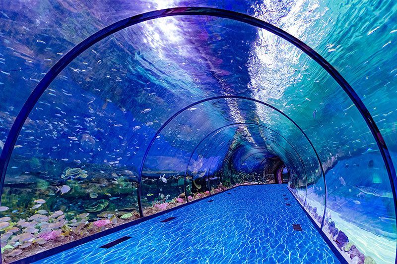 National_Aquarium_Underground_Tunnel_Walk