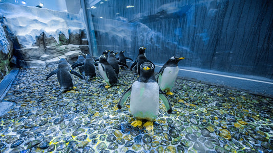 Underwater zoo- penguin cove