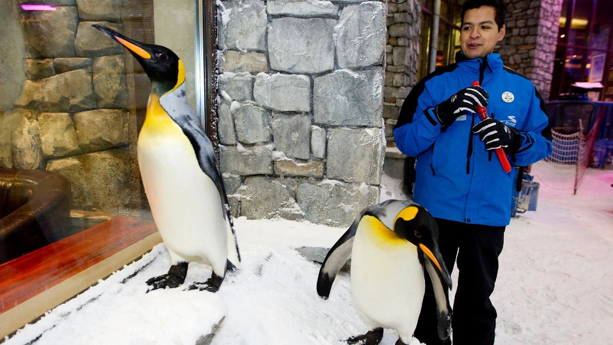 Penguin Encounter Dubai Aquarium