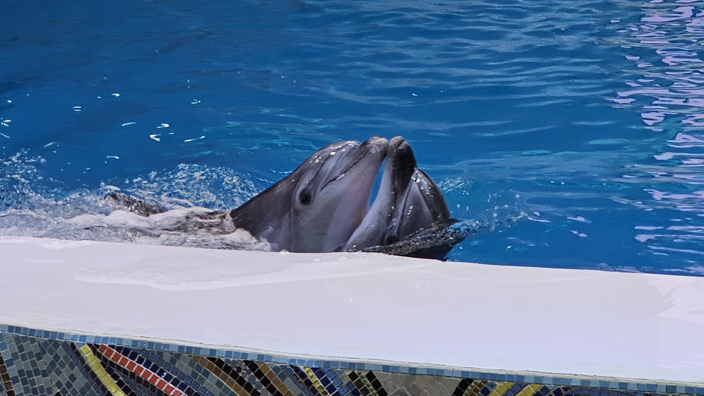 Playful Dolphins Show