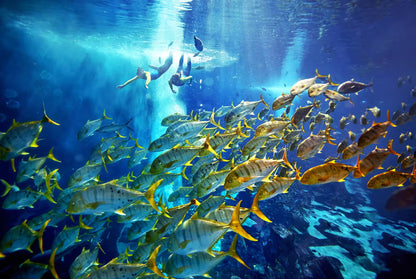 scuba diving Dubai Tickets