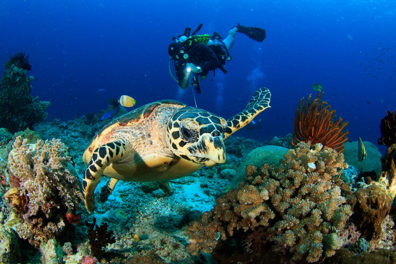 Scuba Diving in Jumeirah, Dubai