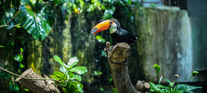 The-Green-Planet-toucan