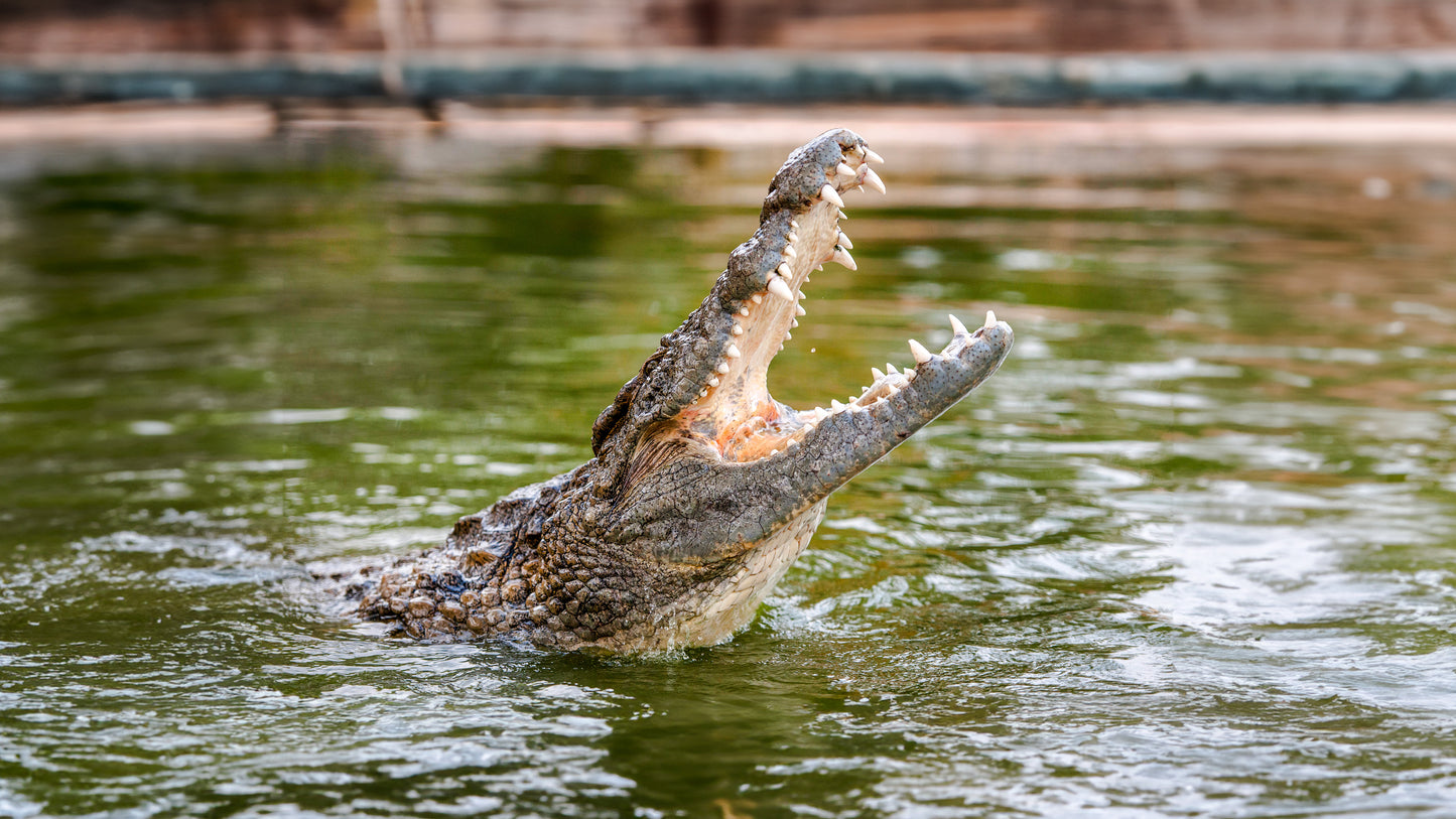 Tickets to Dubai Crocodile Park
