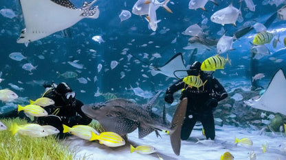 Underground Abu Dhabi Aquarium - National Aquarium