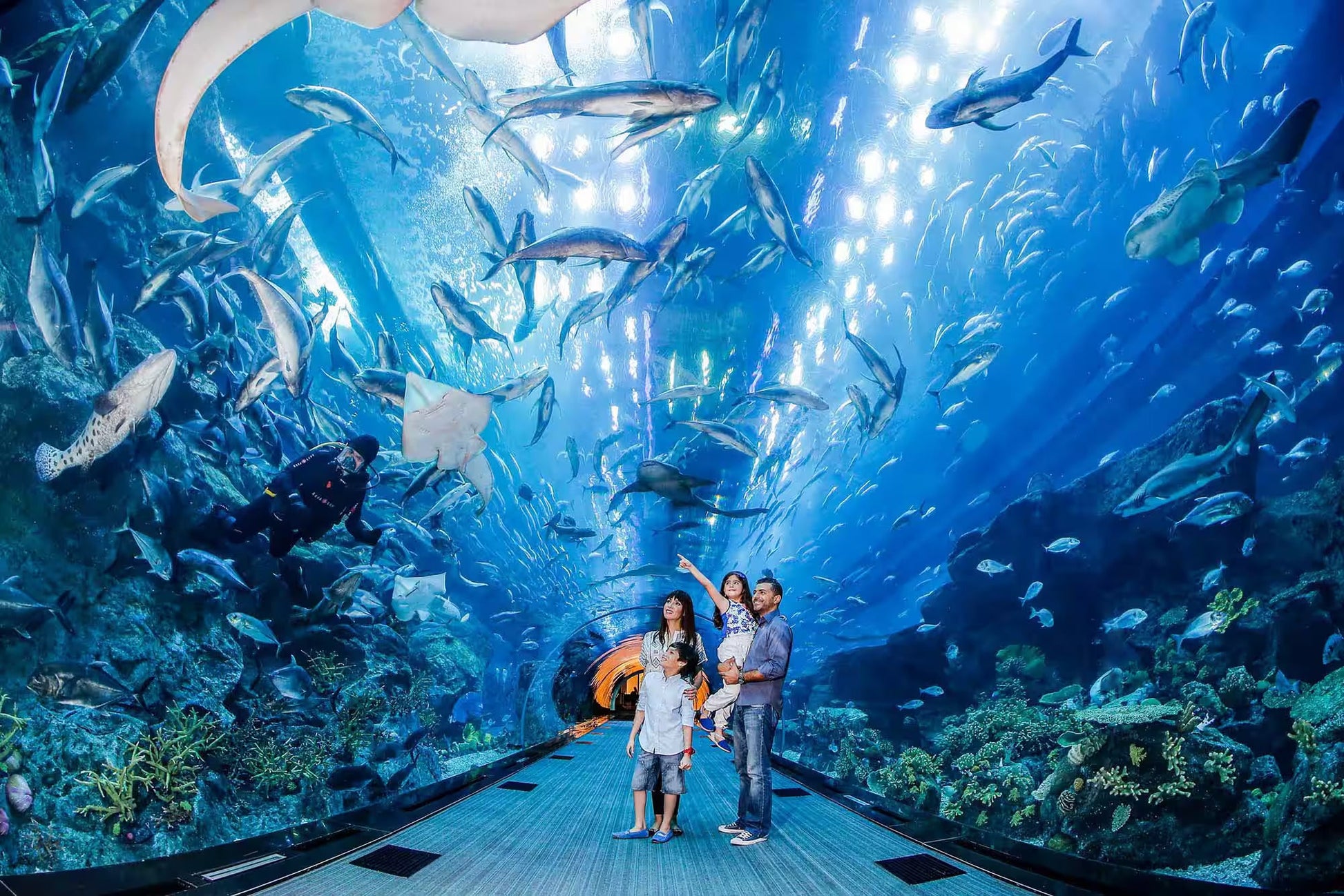 Dubai aquarium & underwaterzoo Packages  