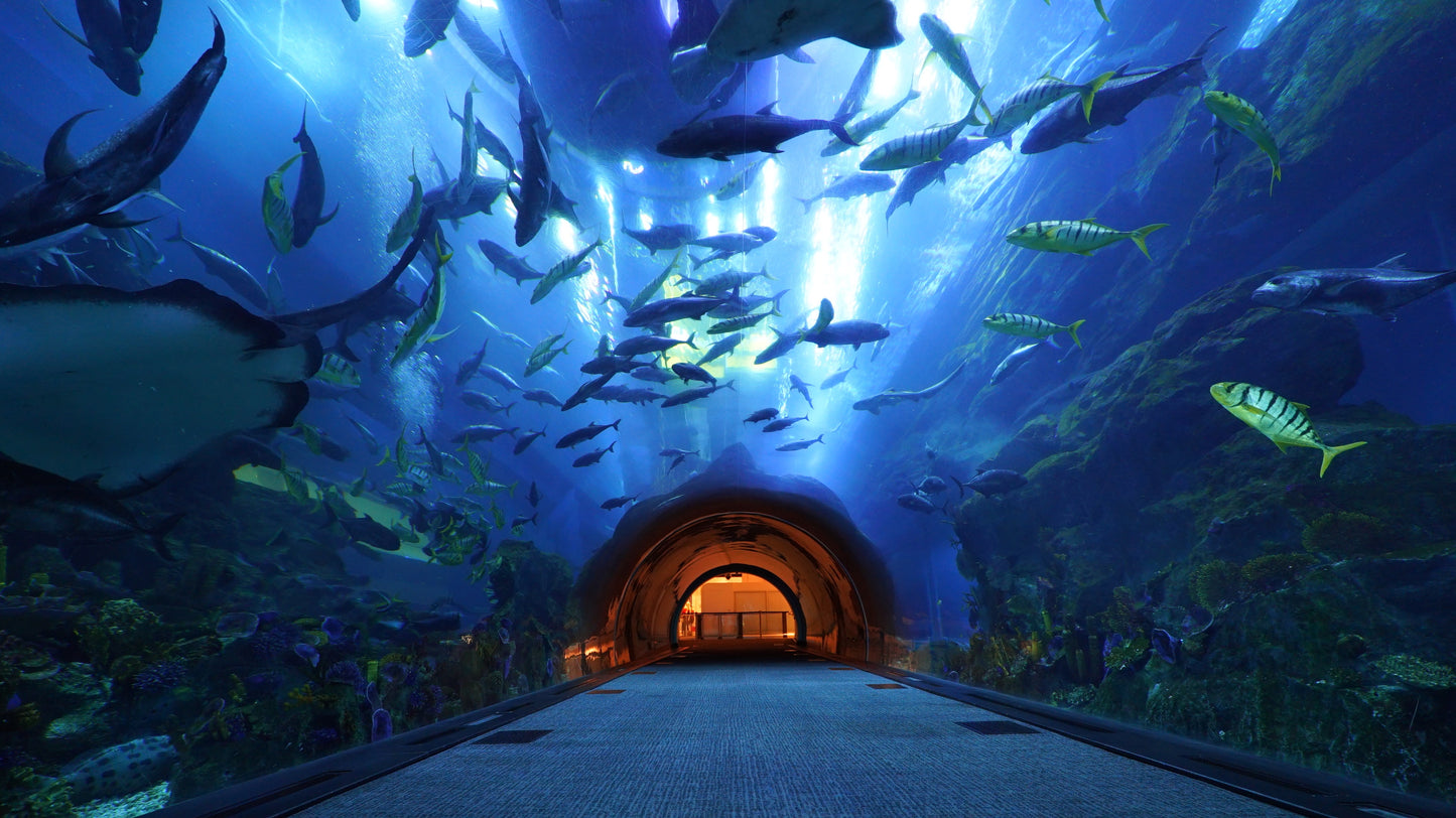 dubai aquarium & underwater zoo