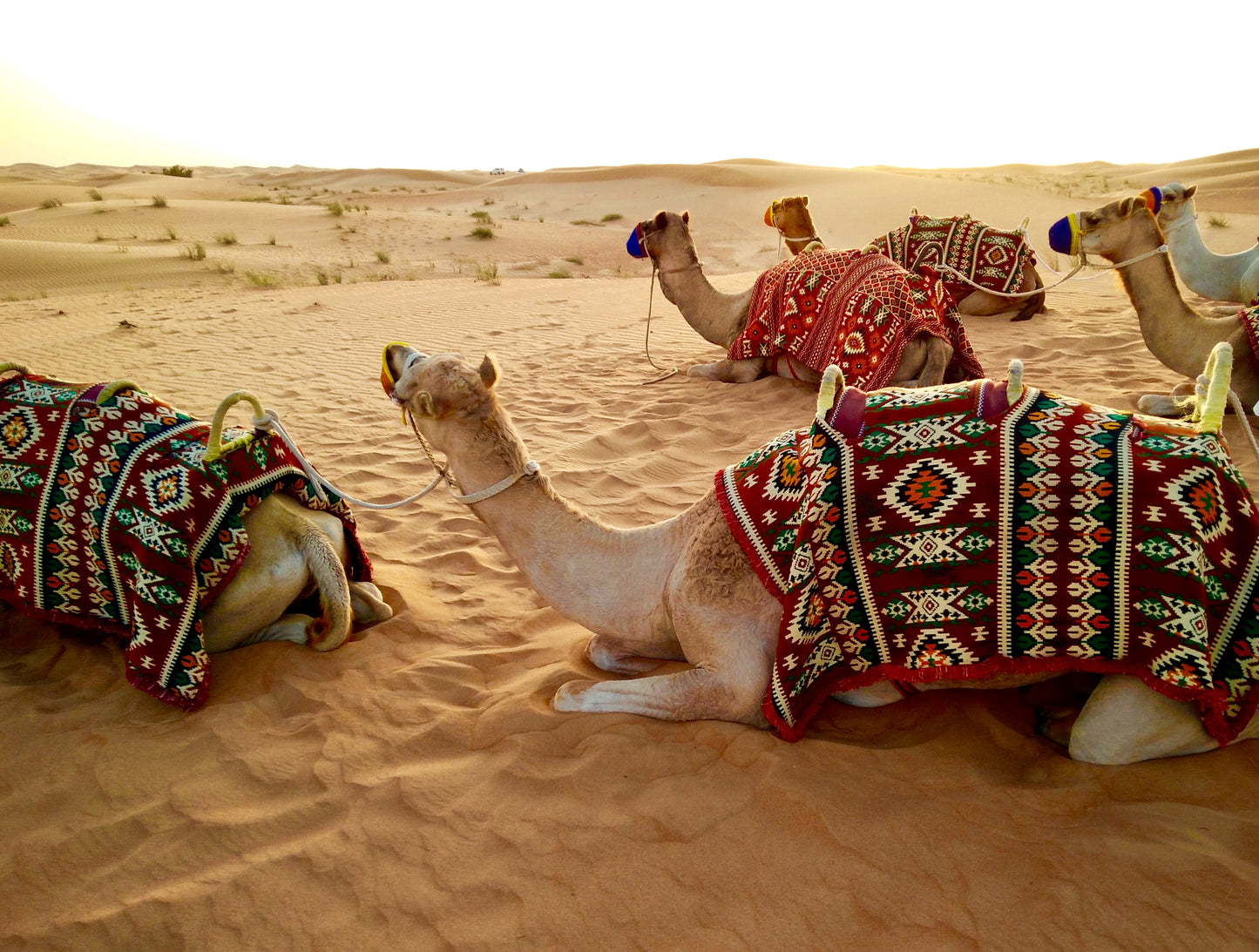 Camel safari-Dubai