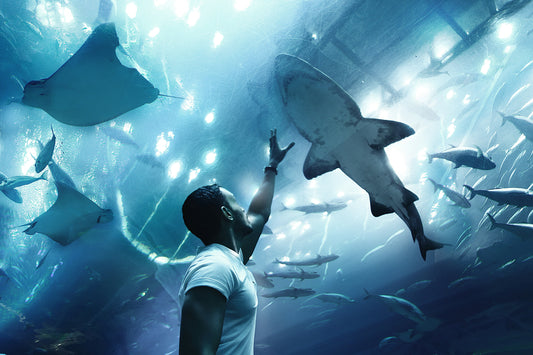 Man reaching shark - Dubai Underwaterzoo