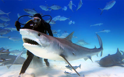 shark dive dubai aquarium